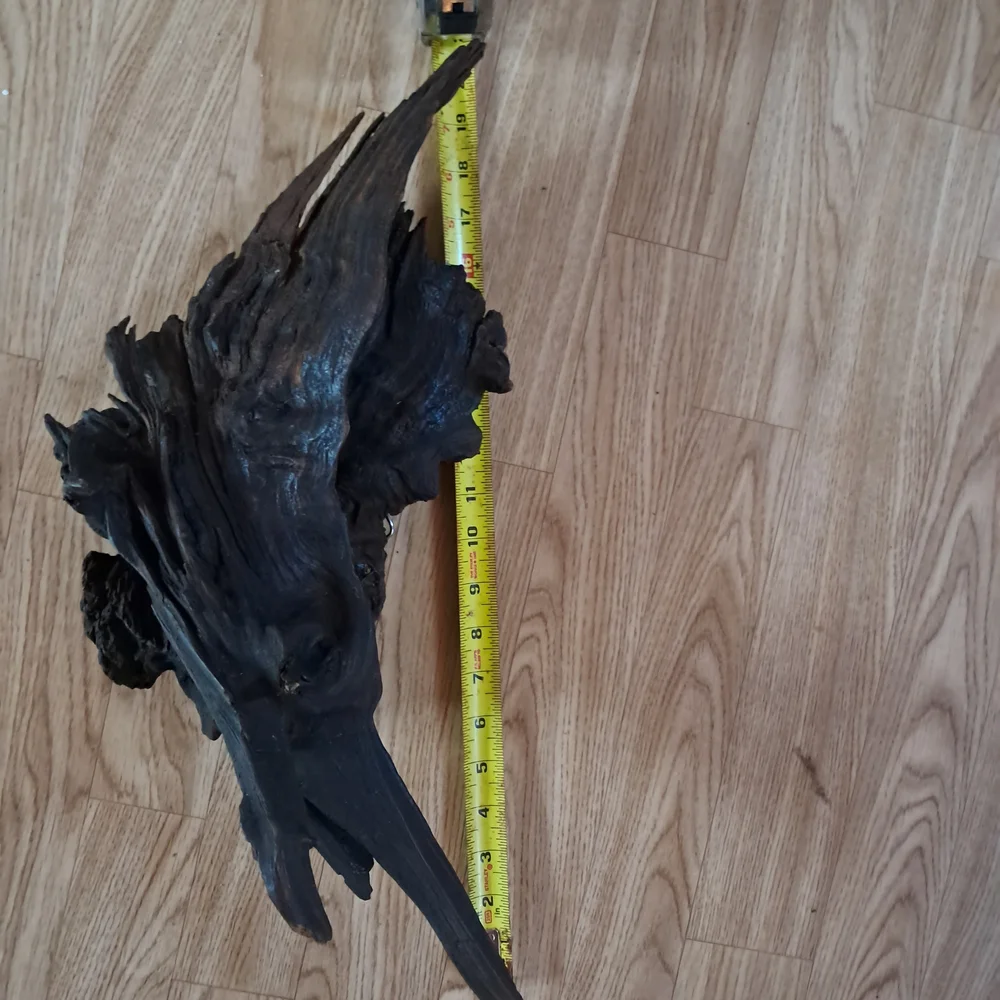 Bogwood from S. Louisiana 